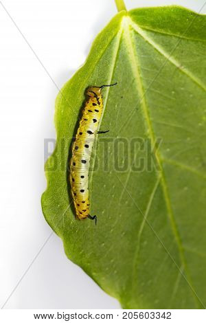 Caterpillar Of Common Maplet Butterfly Hanging On Leaf Of Host Plant