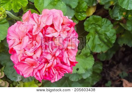 Bright Pink Variegated Geranium with Foliage in the Garden