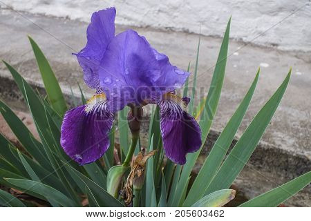 Deep Purple Iris in a Flower Bed in the Garden