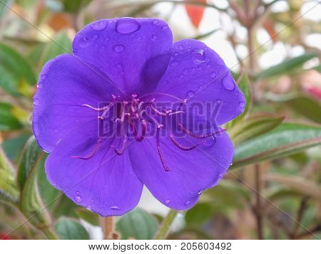 Purple Glory Tree Flower, Ecuador, Native to the Amazon