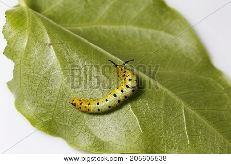 Caterpillar Of Common Maplet Butterfly Hanging On Leaf Of Host Plant
