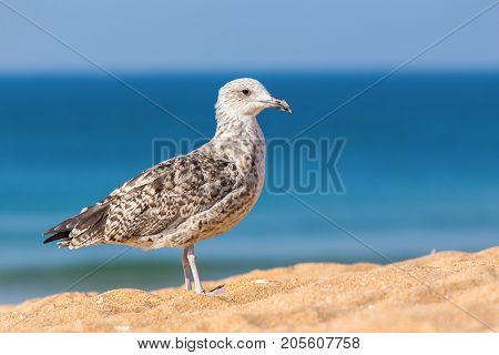 Young juvenile brown seagull on beach with blue sea