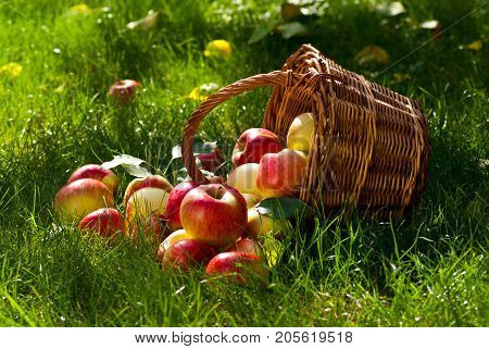 Red Apples with Wicket Basket in the Grass