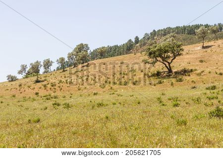 Sobreiro Tree With Shadow In A Portuguese Farm