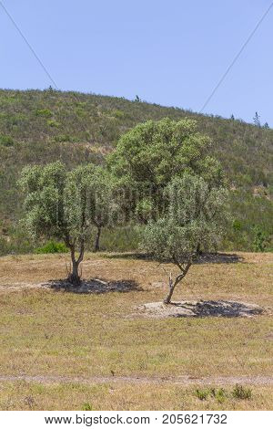 Sobreiro Tree With Shadow In A Portuguese Farm
