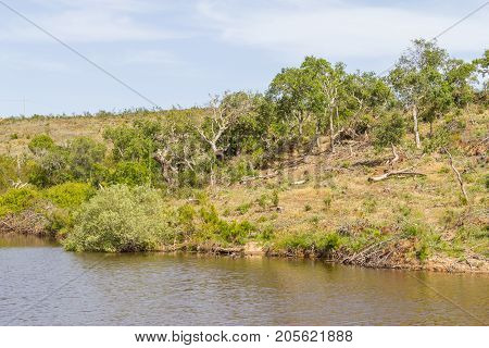 Lake, Sobreiro Trees And Vegetation In A Farm