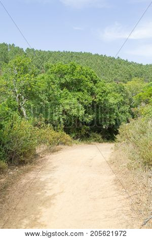 Trail In A Mountain With Forest And Vegetation