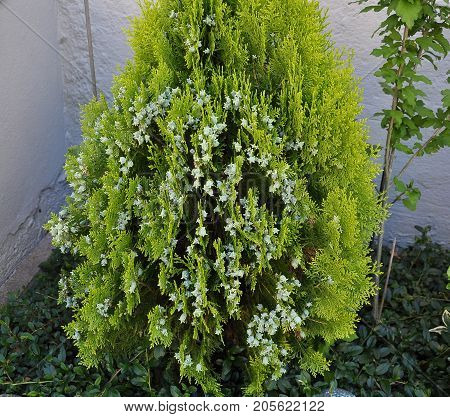 Blooming Thuja At Garden