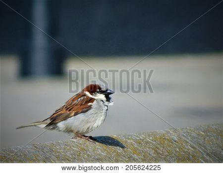 house sparrow perched on wall in sunshine