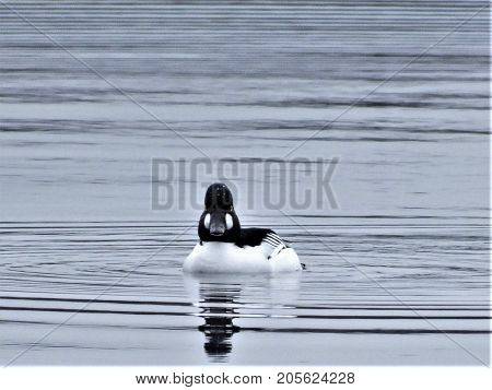 Pintail duck resting on lake, Wolvercote, Oxford