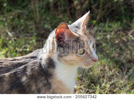Calico cat looking ahead in outdoor setting
