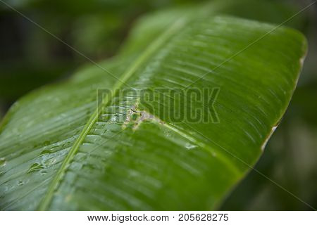 abstract tropical leaves texture background. Close Up