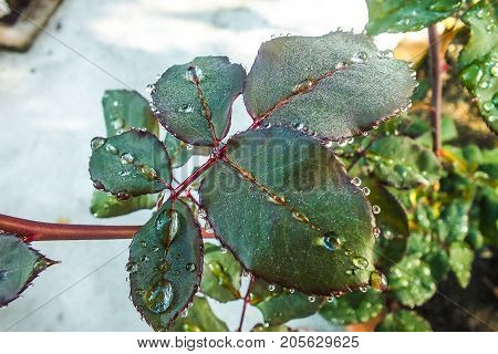 Rose Leaf with Raindrops Encircling Each Leaflet