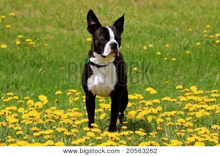 Boston Terrier Dandellion Patch