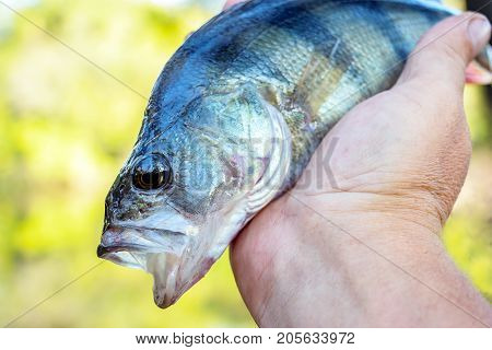 River perch with an open mouth in the hands of the angler