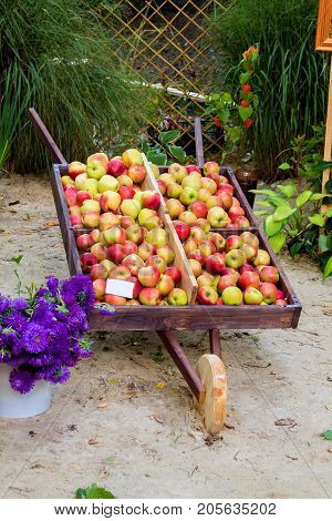 ripe apples lie in the garden wheelbarrow