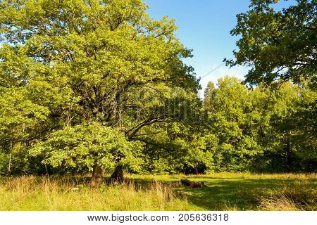Oak trees in the forest. Sunny day. Blue sky