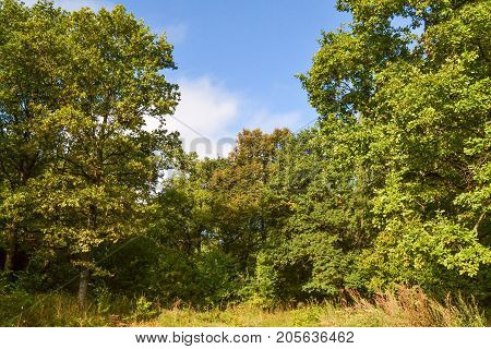 Oak trees in the forest. Sunny day. Blue sky