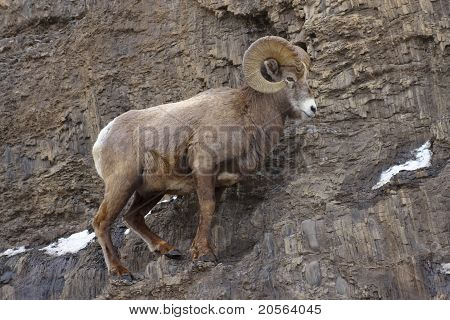 Owiec Bighorn