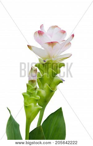 Curcuma Zanthorrhiza (Siam Tulip Curcuma Alismatifolia) Flower Isolated On White Background.