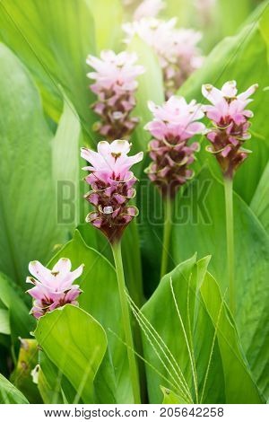 Curcuma Zanthorrhiza (Siam Tulip Curcuma Alismatifolia) Flower In The Nature With Soft Light.