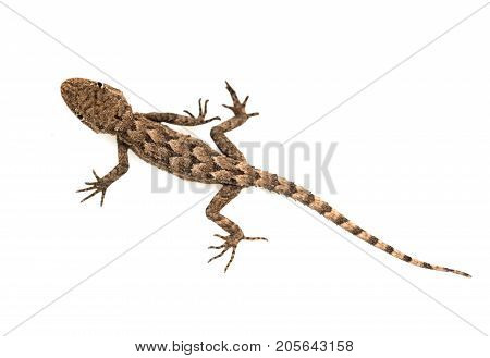 lizard on a white background. Macro . Photos in the studio