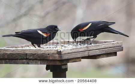 สองแดง– winged กาเหว่า