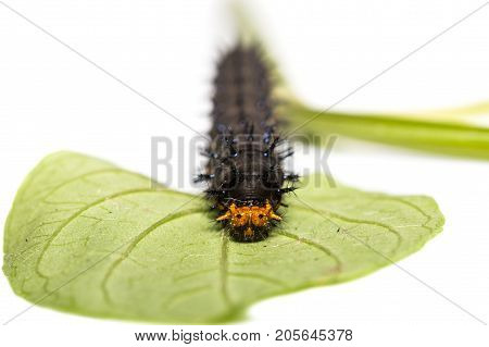 Close up of Blue pansy (Junonia orithya) caterpillar on its host planton white background focusing on its face