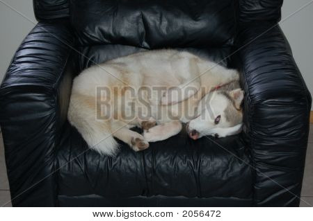 椅子の上に白い犬