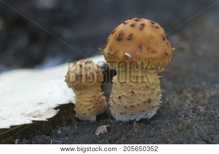 Pholiota aurivella mushroom on an old wood