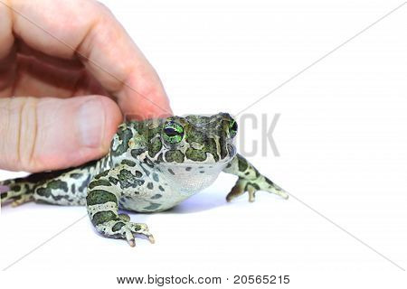 Rana