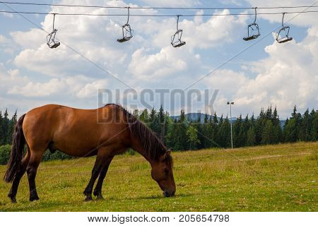 Lonely horse under ski chair lift. Mountain vacation Alpine concept.