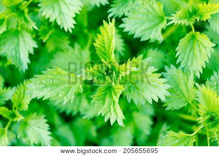 green nettle bush . In the park in nature