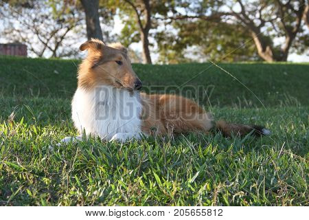 puppy collie on the beach pet friendly