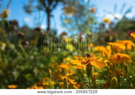 Bee is sitting on yellow flower. Sunny day. Blur background. Close up shot.
