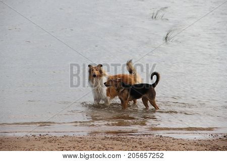 puppy collie on the beach pet friendly