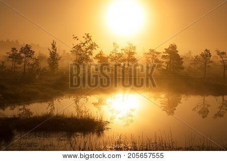 Foggy sunrise in the forest above the marshes