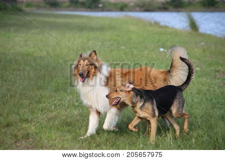 puppy collie on the beach pet friendly