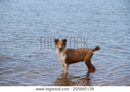 puppy collie on the beach pet friendly