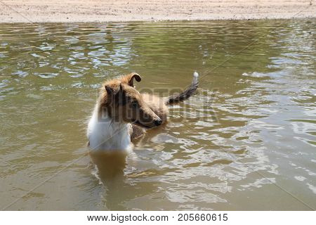puppy collie on the beach pet friendly