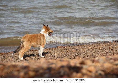 puppy collie on the beach pet friendly