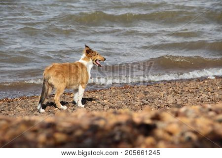 puppy collie on the beach pet friendly