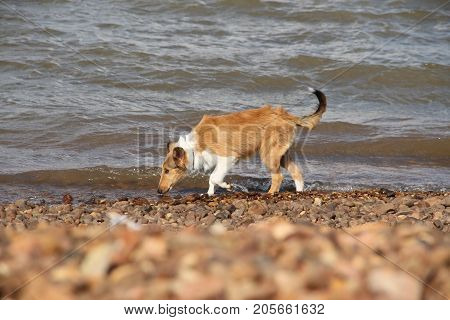 puppy collie on the beach pet friendly