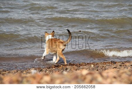 puppy collie on the beach pet friendly