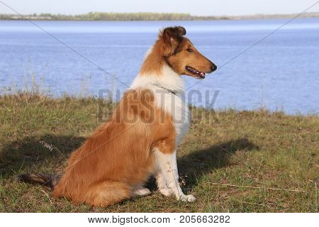 puppy collie on the beach pet friendly