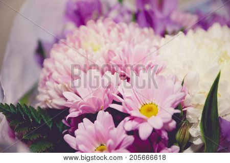 Purple And White Chrysanthemums And Asteria Bouquet Close-up