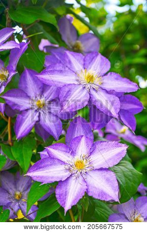 Blossom of clematis. Purple flowers of clematis closeup. Blooming clematis in the garden.