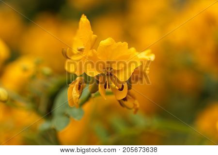 Buttercup Bush (senna Corymbosa)