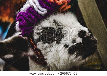 The face of a small vicuña baby