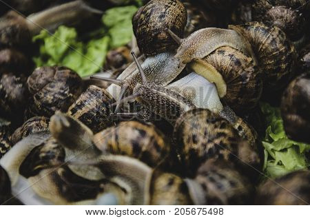 snail snail snaiiiil . . . .